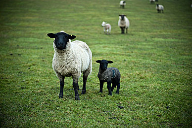 小辣椒导航｜便捷导航新体验，小辣椒带你轻松出行-1