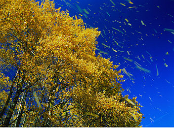 榴莲视频污污｜榴莲视频污污：趣味短视频平台，轻松幽默，笑点爆棚，共享欢乐时光-1