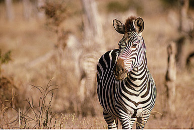 91i吃瓜｜轻松“吃瓜”神器，畅享娱乐盛宴-3