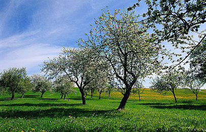 梦莹回乡扫墓并欢｜知名艺人梦莹清明回乡祭祖，传承孝道共度佳节-3