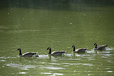 十八岁以内人禁止观看|揭秘禁播标签:十八岁禁看内容的独特魅力与观影体验-5
