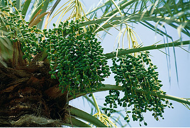 狼人窝|狼人杀乐园:畅游欢乐社交新天地-1