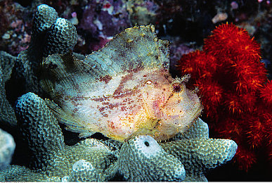 最完美の情人|探寻浪漫邂逅:“最完美の情人”游戏带你体验虚拟爱情故事-2