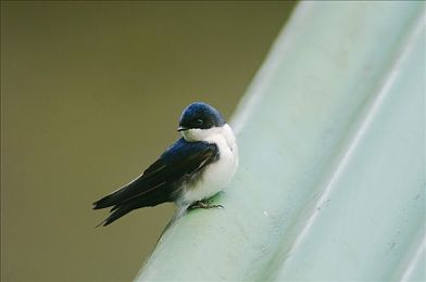 生物老师用自己做繁衍例子｜繁衍奇遇：课堂趣学之旅-3
