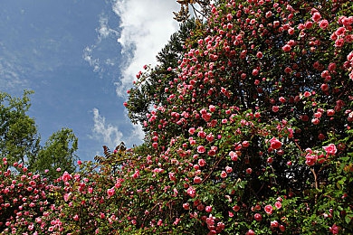 周莹回乡下被爸爸抱回老家|乡愁之旅:周莹的温馨回归记-3