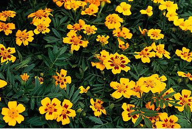 XAX MANTA UZUN HAYA背景故事|神秘面纱下的惊悚探险:XAX MANTA UZUN HAYA之谜-4