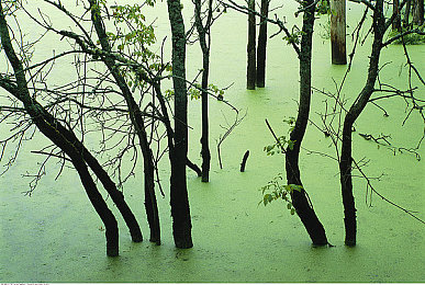 肉大捧一进一出免费6+1｜创新营销策略大揭秘：肉大捧一进一出免费6+1，商家新宠助力品牌腾飞-3