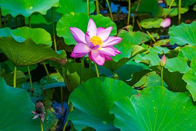 五月丁香六月婷｜丁香飘香，六月婷爱心织梦-1