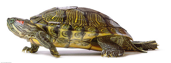 尤物网址｜网络“尤物网址”争议与监管：平衡需求与道德底线，探讨网络安全挑战-3