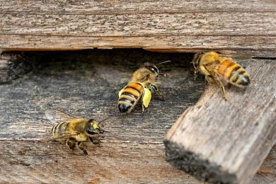 黄色搞基软件｜网络污染警示：涉嫌传播色情，“黄色搞基软件”引发社会关注调查-1