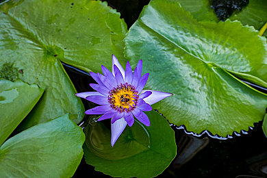 女生裸体APP｜揭开网络迷雾：揭秘“裸体APP”背后的隐私危机与网络净化之路-2