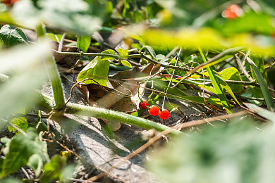 男生C女生|性别魅力碰撞,角色协作挑战游戏-4