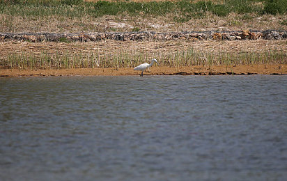 史莱姆钻进胡桃的肚子变大｜史莱姆钻胡桃壳变大的神奇现象，揭秘生物奥秘引热议-2