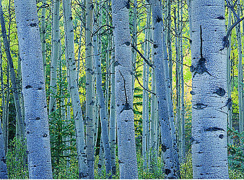 9.1免费版极速版高风险|揭秘“9.1免费版极速版”:便捷背后暗藏隐私危机-2