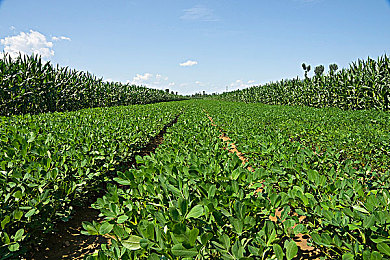 三上悠亚无码原片流出原因｜艺人私密作品泄露引发隐私保护风暴-4