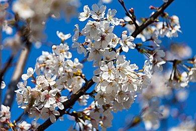 麻豆国产AV超爽剧情系列｜国产成人影视的创新之路与社会反响-5