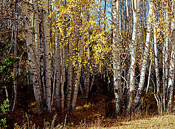 真实吃瓜爆料｜娱乐圈秘闻探秘，揭秘“真实吃瓜爆料”乐趣-3