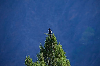 裸女直播软件|网络直播净化行动,严打“裸女直播”乱象-2