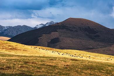 黄颜色软件oppo｜Oppo黄颜色软件大揭秘：界面美观功能强大，使用技巧一网打尽-2