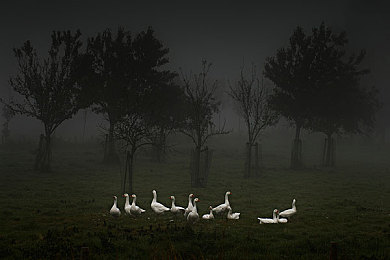 麻豆直播免费版｜直播盛宴，麻豆免费版，畅游互动世界-2