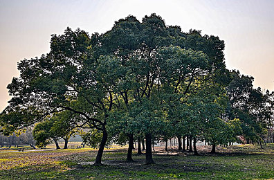 西方47大但文体艺术｜揭开西方艺术瑰宝，探寻47大门类独特魅力