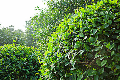 18直播｜直播盛宴，18平台独领风骚