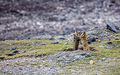 柚子猫cos情人节的礼物视频｜“柚子猫cos情人节礼物：创意潮流引领爱情新风尚”-2