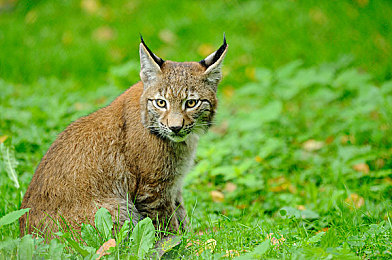 火影纯欲版｜二次元风尚新篇章：火影纯欲版引领视觉与情感共鸣的跨界潮流-1