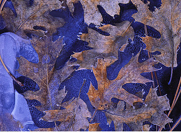 柚子猫COS情人节礼物|甜蜜柚猫,浪漫潮玩,情人节情侣专属派对-3