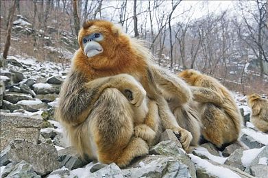 沈先生高颜值气质短发｜短发魅力，沈先生演绎娱乐圈清新风尚-2