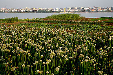 51国产黑料吃瓜张津瑜蘑菇|揭秘51国产黑料:张津瑜事件引发网络热议,吃瓜需辨真伪-3