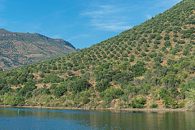 不得安人1—4血腥｜血雨腥风映照社会治安痛点，追问暴力事件背后的深层根源-2