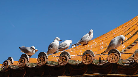 黑料吃瓜网爆料|娱乐圈揭秘利器:黑料吃瓜网,揭开神秘面纱-2