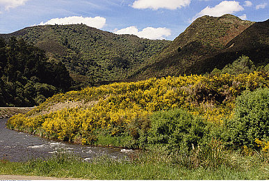 蜜月直播APP｜云端蜜月直播，共享甜蜜回忆之旅-3