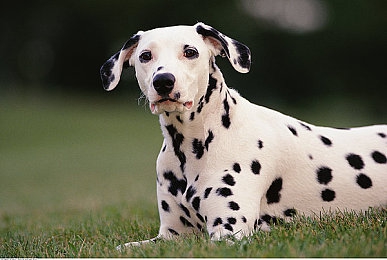 julia ann 一对七黑人｜Julia Ann勇闯神秘非洲，七黑人伙伴共闯惊险旅程-1