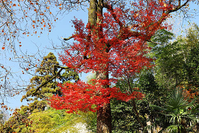 黄色软件APP免费｜揭秘免费陷阱：网络安全与隐私守护之旅-2