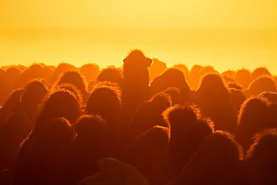 julia跟四个黑人是哪部｜黑豹：跨越种族的友谊，打造银幕传奇-2