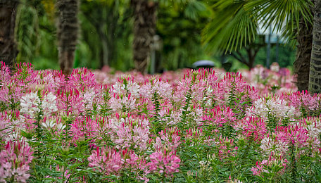 快色软装app|“智慧家居新风尚,快色软装引领行业变革”-2