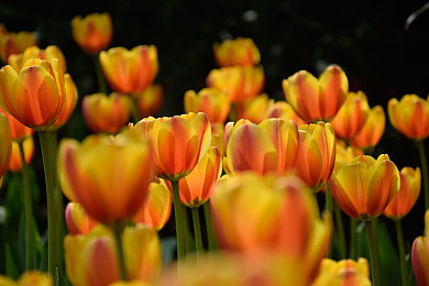 芭乐视app下载进入ios华为|芭乐视app:海量视听盛宴,双平台畅享无忧-2