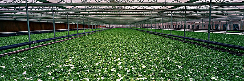 麻花天美星空无限｜《麻花天美星空无限》引领玩家穿越星河，体验无限探险之旅