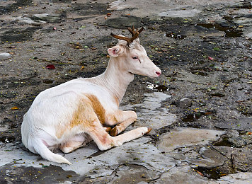 夜蝶直播｜夜蝶直播风云，青春时尚盛宴