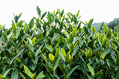 黄色免费应用｜网络污染重灾区：揭秘“黄色免费应用”泛滥现状及危害-1