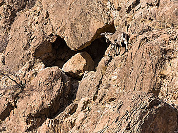 黄网站下载|清朗网络,守护心灵——揭秘黄网站下载,共建文明游戏空间-3