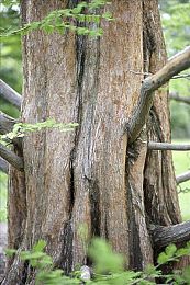 ZoomServo兽配｜机械奇幻融合，兽配战纪，探索无限可能-1