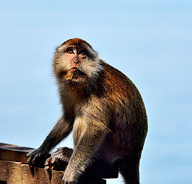 成全动漫在线观看更新时间｜期待已久的动漫作品首播时间正式确认-1