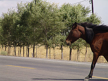 原神丽莎失去尊严的图片|舞火佳人,逆境重生:原神丽莎的尊严与命运交响曲-3