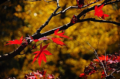 爆走黑料|网络暗流涌动:揭秘“爆走黑料”的操控艺术-1