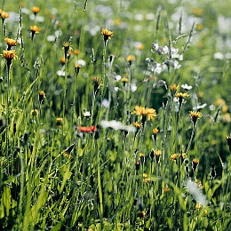 白丝校 脱白丝让我c｜校园丝袜青春秀：蜕变之路，展现自我风采-3