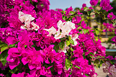 性别自由凸轮和凸轮图片｜打破性别界限，探索自由彩虹之旅-4