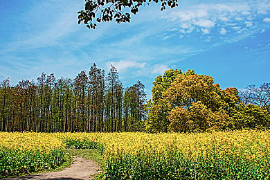 黄色软件免费版｜探险解谜宝藏寻：揭秘黄色软件免费版冒险之旅-1